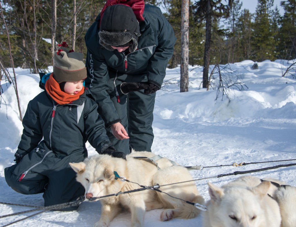 Merle und die Hunde Jukkasjärvi Vildmarksturer