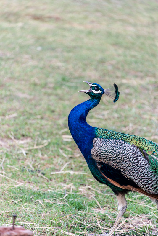 Pfau in Lychen