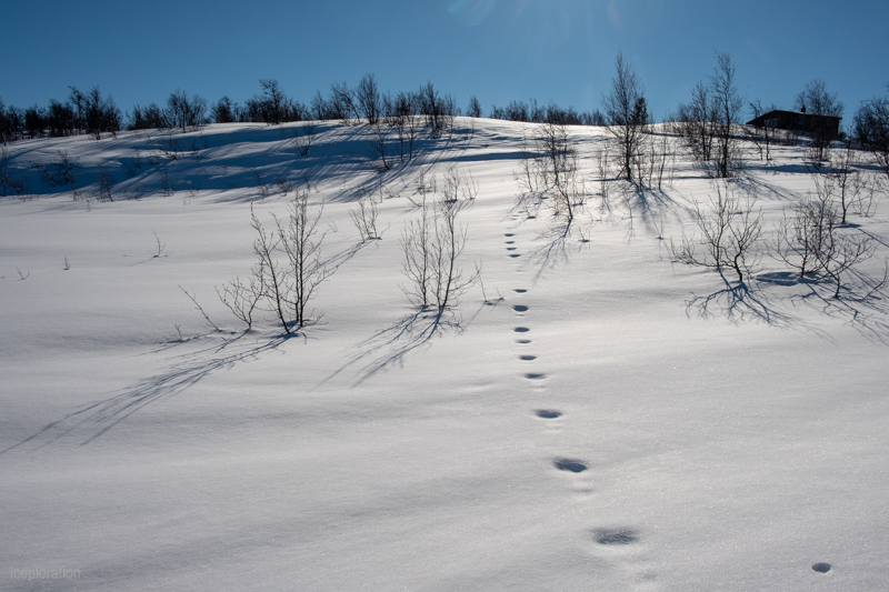 Hardangervidda