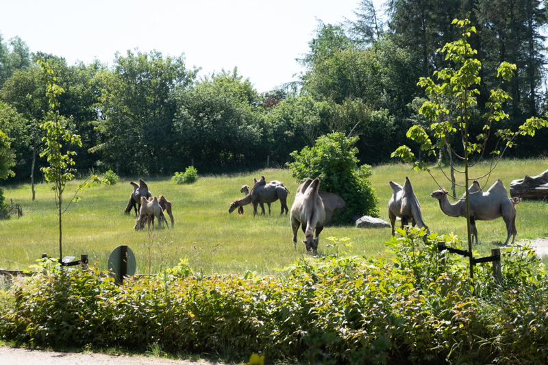 Givskud Zoo