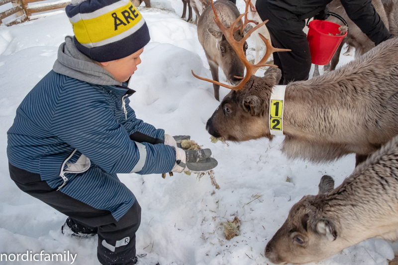 Rentiere Rendeerherd Marielle