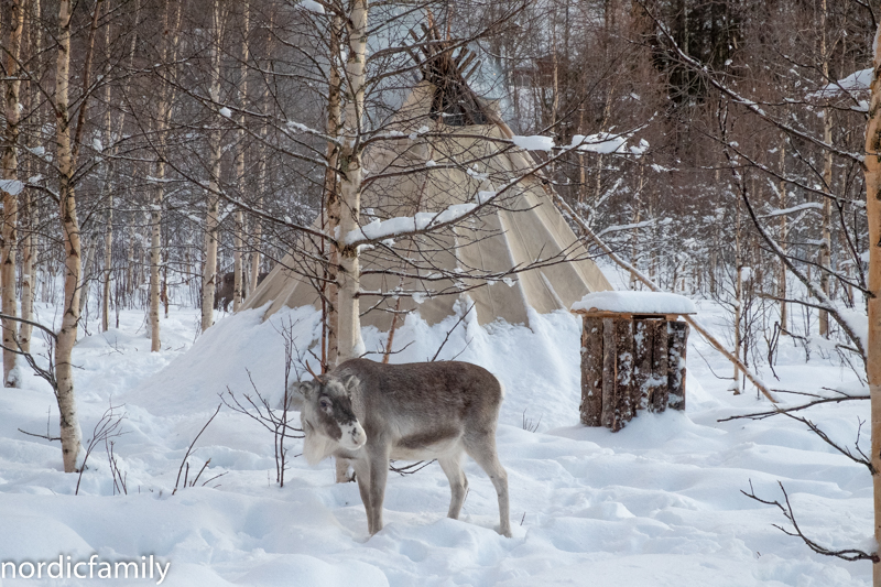 Rentieren Sami Winter Tornedalen