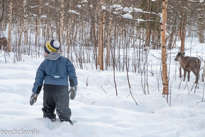 Rentieren Sami Winter Tornedalen