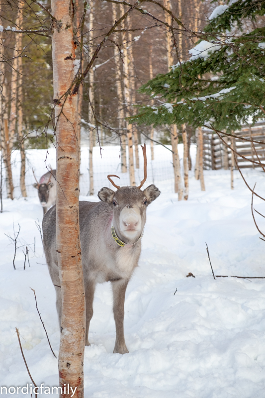 Rentieren Sami Winter Tornedalen