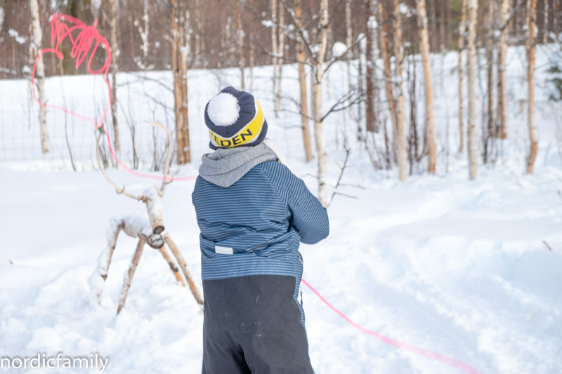 Rentiere Sami Winter Tornedalen Rentiere