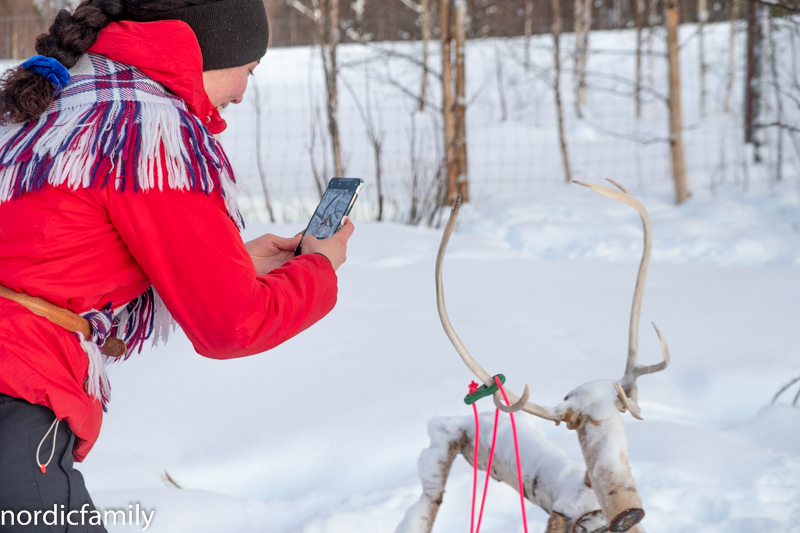 Rentiere Sami Winter Tornedalen