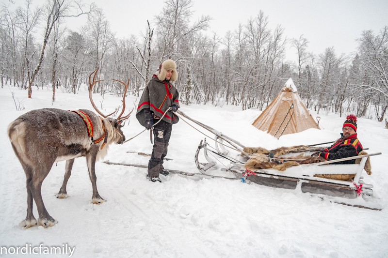 Rentiere in Lapland
