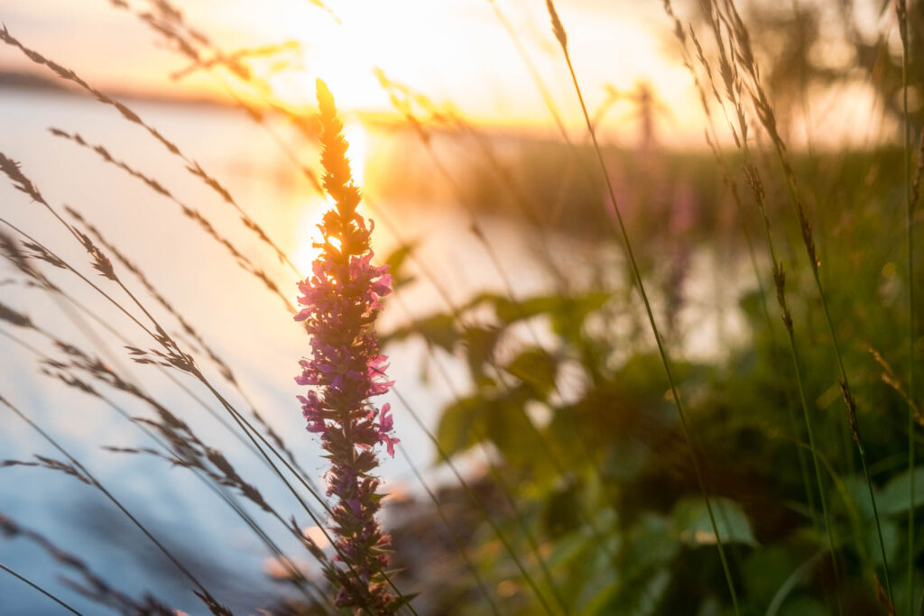 asnen Campen in Småland