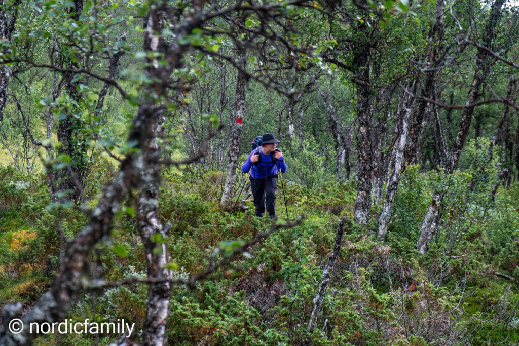 Familienwanderung in Norwegen Birkenwäldchen