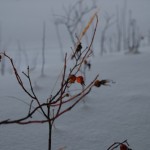 20091228-DSC_0076