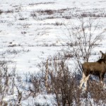 Elche am Wegesrand von Abisko