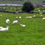 athlone_20130704_125226