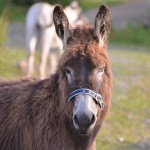 athlone_20130705_201044