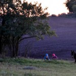 Auf der Weide bis zum Sonnenuntergang