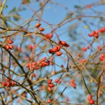 Hagebutten im Herbst