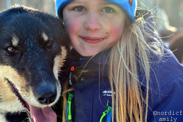 schlittenhund_nordicfamily