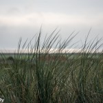 Nordsee bei Hvide Sande