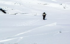 arctic biodiversity