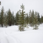 Schneemobil Pfad durch den Wald