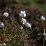 Wollgras im VEnabufjell