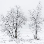 Crosscountry im Venabufjell