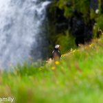 Puffins Vágar Faröer Inseln