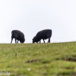 Gjógv Faröer nordicfamily