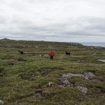 faroeer