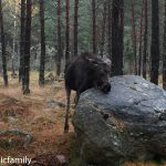 Grönåsen Elchpark