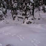 Schneeschuhwandern in Vuokatti