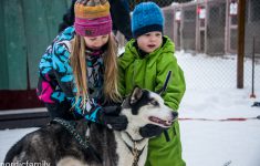 Huskytour in Vuokatti