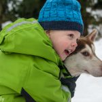 Huskytour in Vuokatti