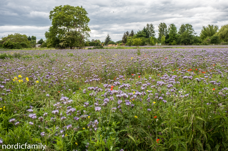 Havelradweg mit Kindern Wiese