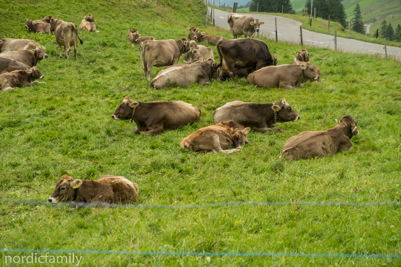 Kühe in der Schweiz