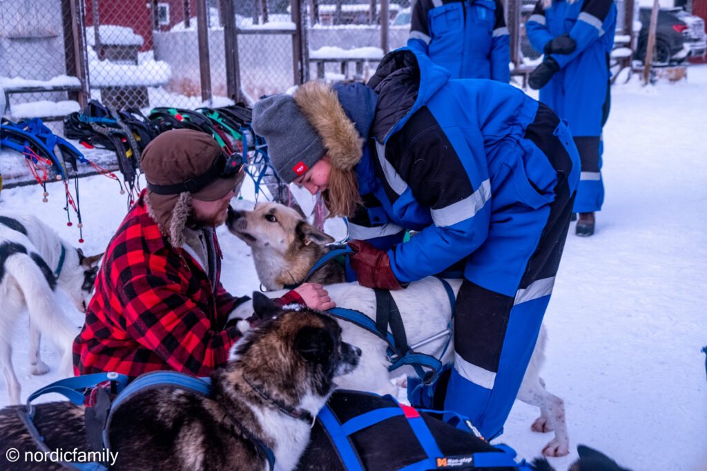 Hundeschlitten Tour in Kiruna Einschirren